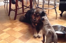 001pug-spins-when-frightened-by-larger-dog.gif