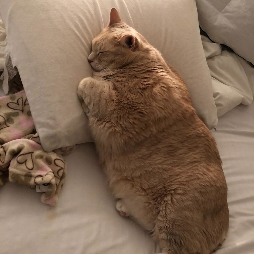 Couple-adopts-lovable-thumb-wielding-33-pound-cat-named-Bronson-and-share-his-weight-loss-journey-on-instagram-5b581a91b9f53__880.jpg