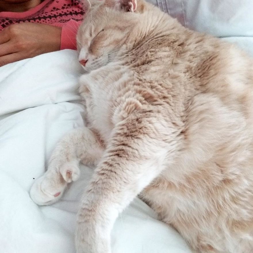 Couple-adopts-lovable-thumb-wielding-33-pound-cat-named-Bronson-and-share-his-weight-loss-journey-on-instagram-5b581a86751e9__880.jpg