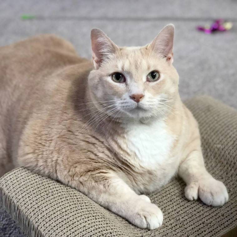 Couple-adopts-lovable-thumb-wielding-33-pound-cat-named-Bronson-and-share-his-weight-loss-journey-on-instagram-5b581a961f209__880.jpg