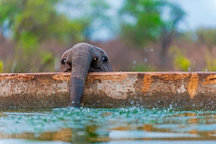 cute-baby-elephants-44-5901f54331c30__700.jpg