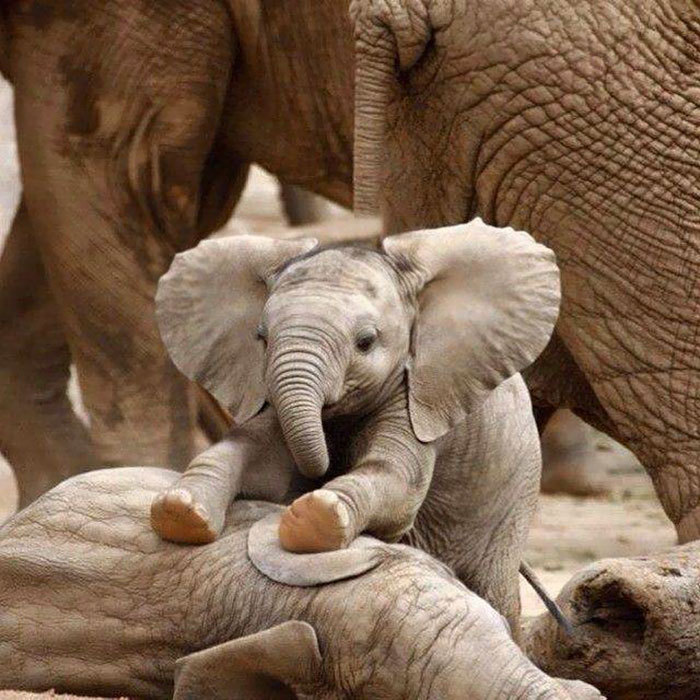 cute-baby-elephants-41-5901b9fddcca9__700.jpg