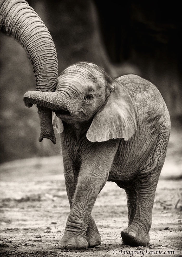 cute-baby-elephants-49-590205d18c250__700.jpg