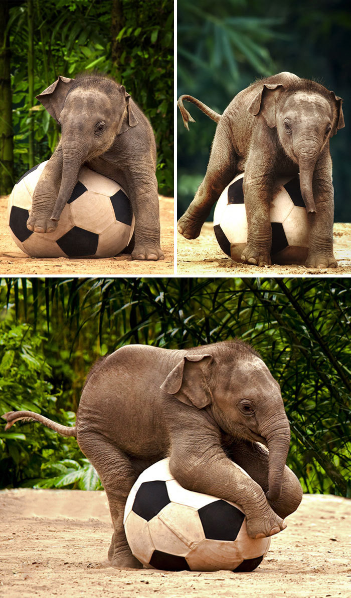 baby-elephant-58fde2f502542__700.jpg