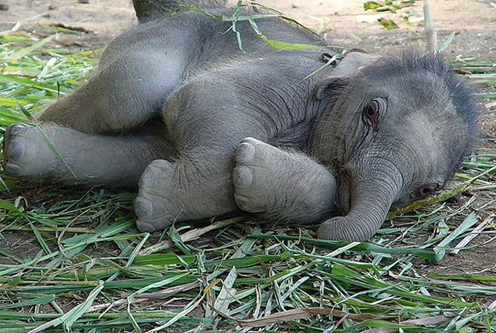 cute-baby-elephants-23-5900afb2e4adf__700.jpg