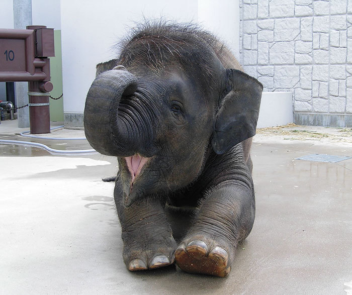 cute-baby-elephants-26-5900b6257ccea__700.jpg