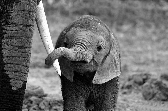 cute-baby-elephants-46-5901f9f5c7eff__700.jpg