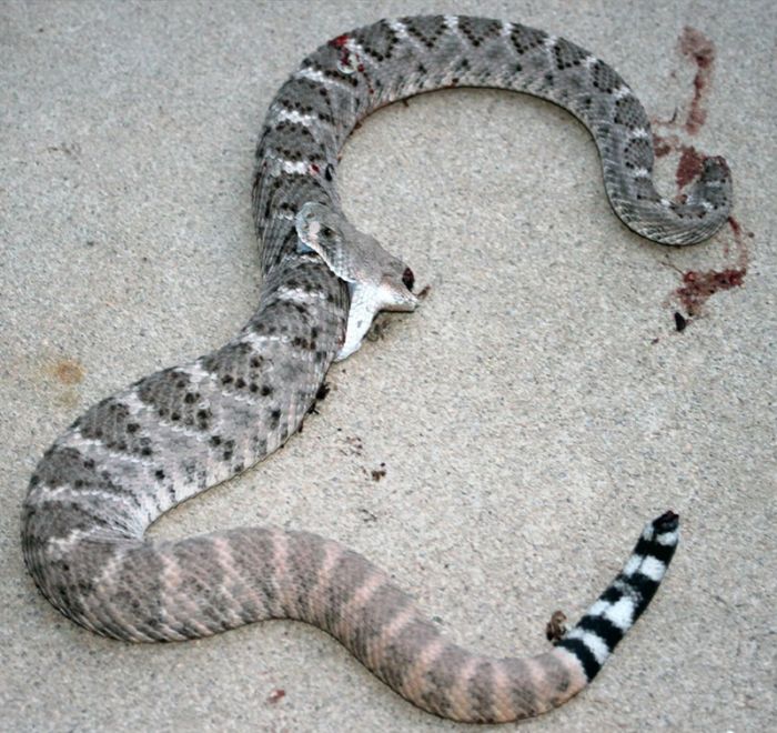 rattlesnake_04.jpg