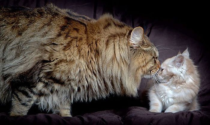 maine_coon_cats_05.jpg