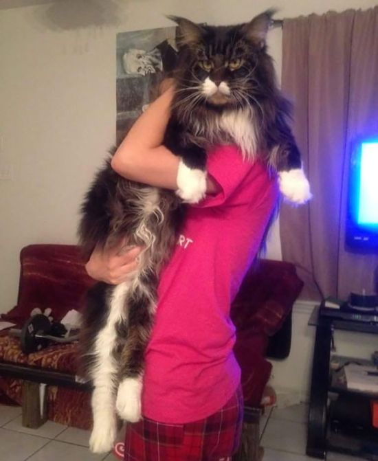 maine_coon_cats_28.jpg