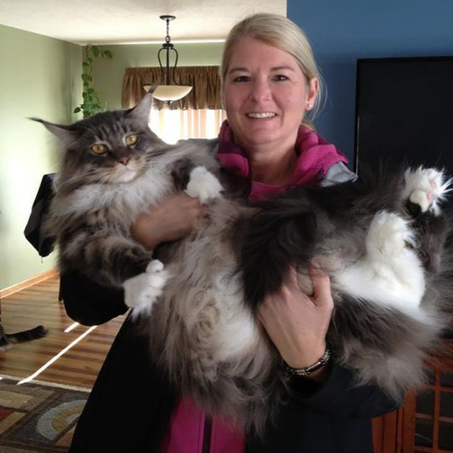 maine_coon_cats_12.jpg